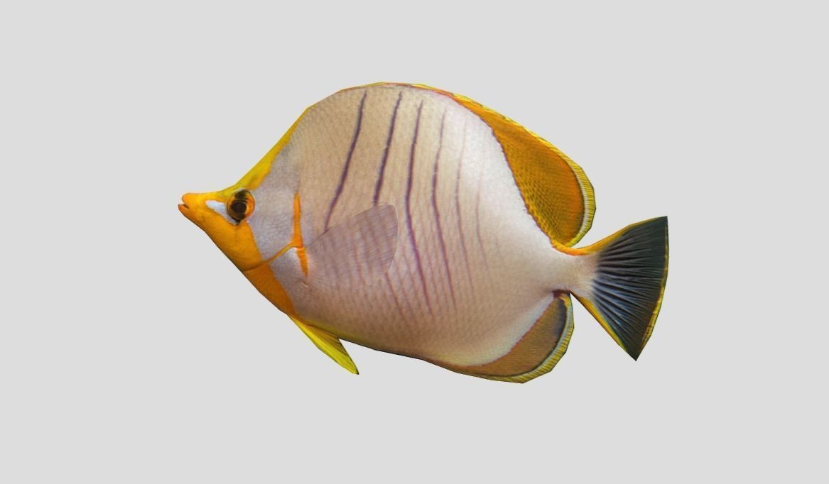 Yellow Head Butterfly fish Low-poly 3D model_9