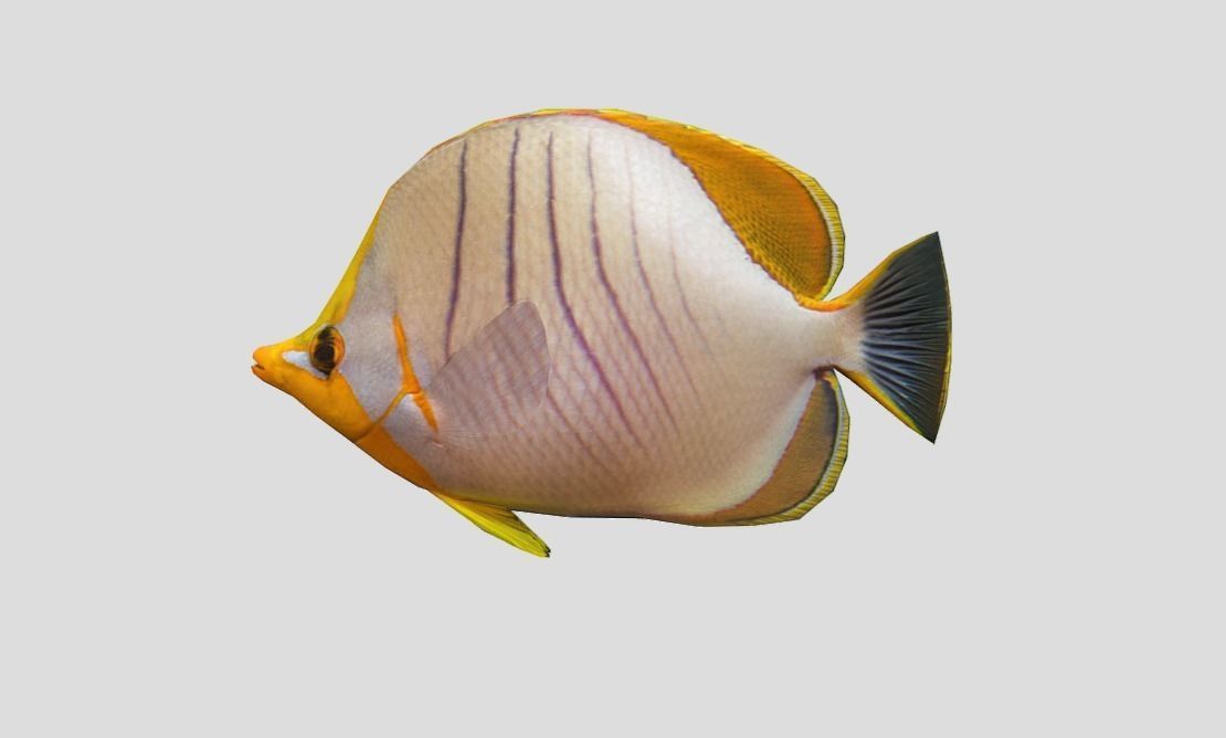 Yellow Head Butterfly fish Low-poly 3D model_4
