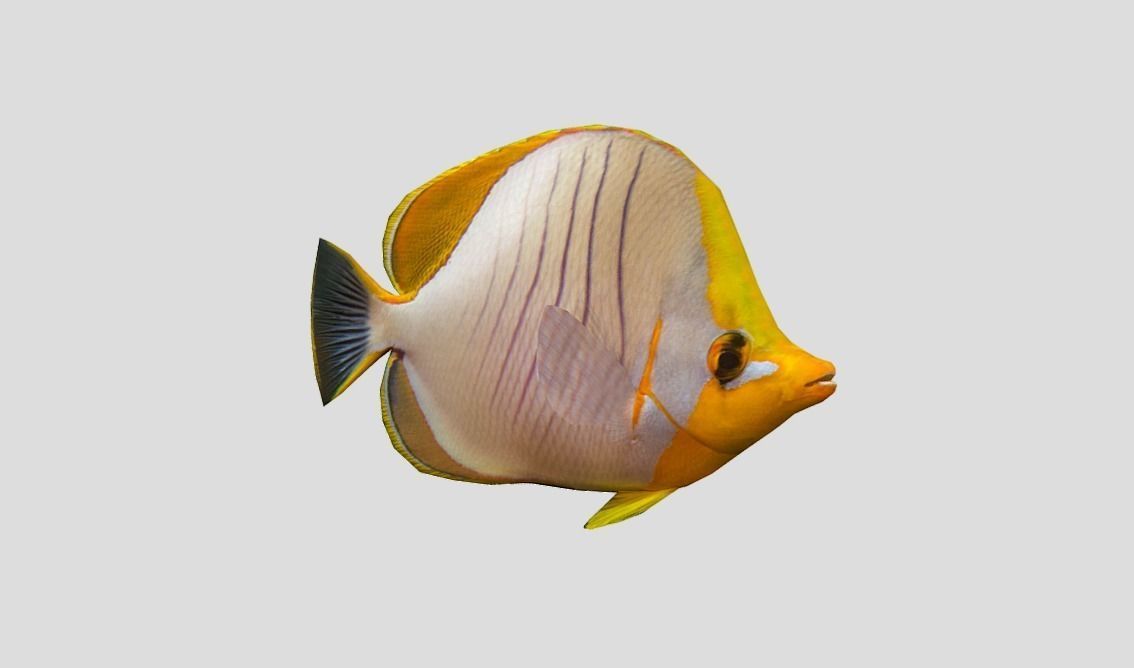 Yellow Head Butterfly fish Low-poly 3D model_8