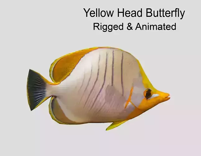 Yellow Head Butterfly fish