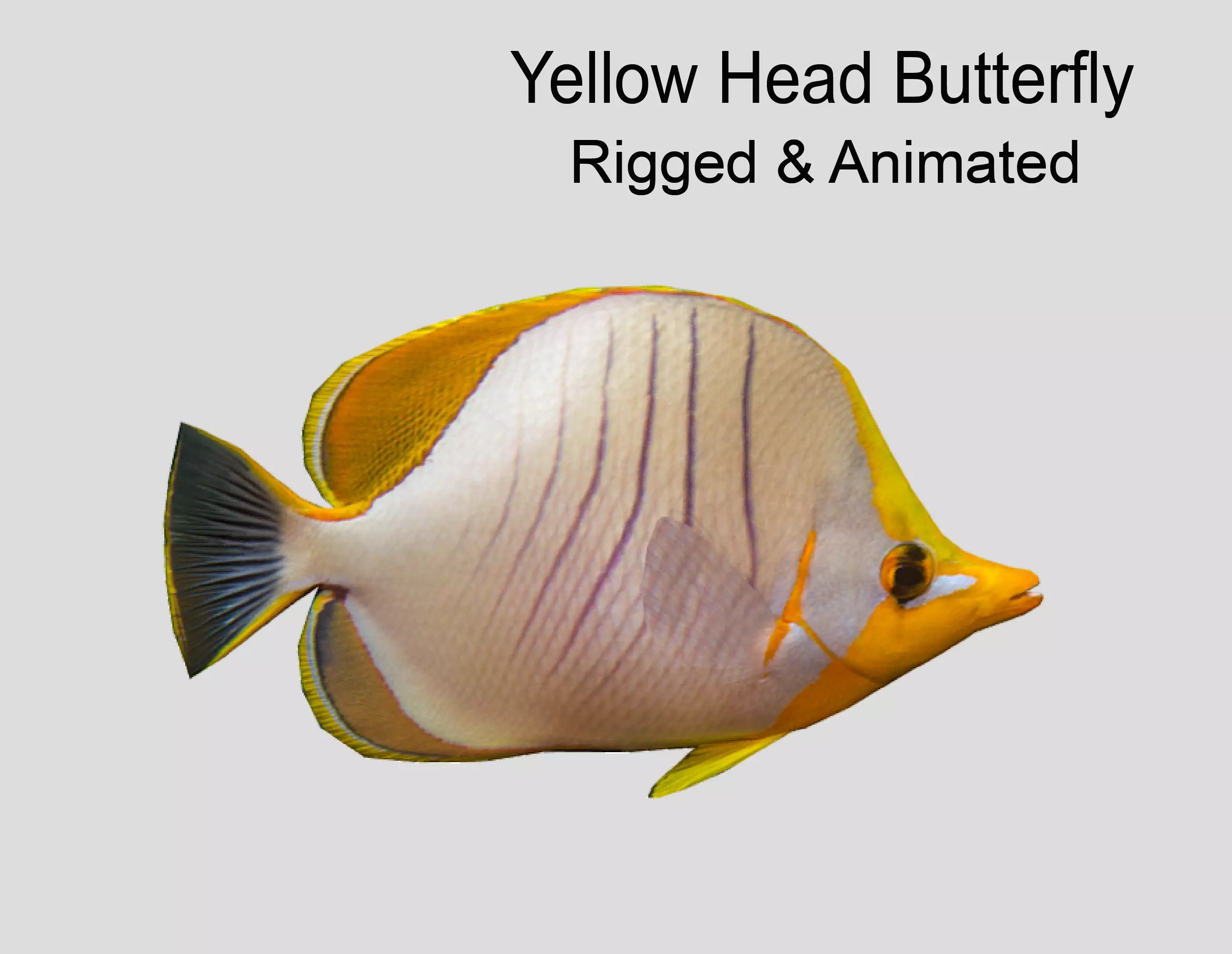 Yellow Head Butterfly fish Low-poly 3D model_0