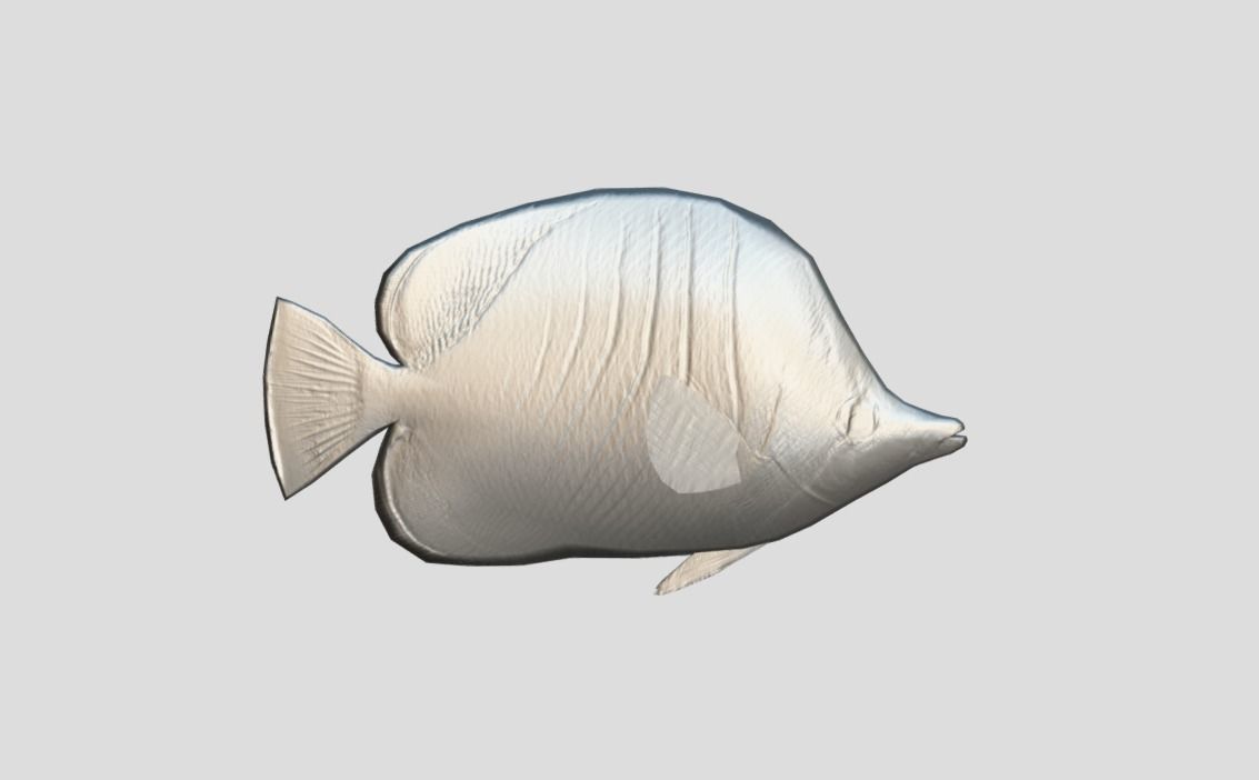 Yellow Head Butterfly fish Low-poly 3D model_3