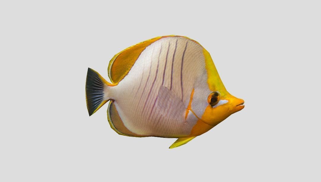 Yellow Head Butterfly fish Low-poly 3D model_5