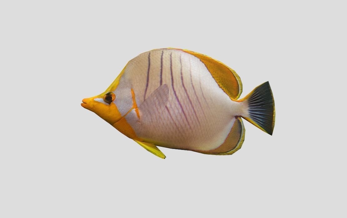 Yellow Head Butterfly fish Low-poly 3D model_10