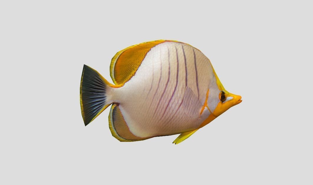 Yellow Head Butterfly fish Low-poly 3D model_6
