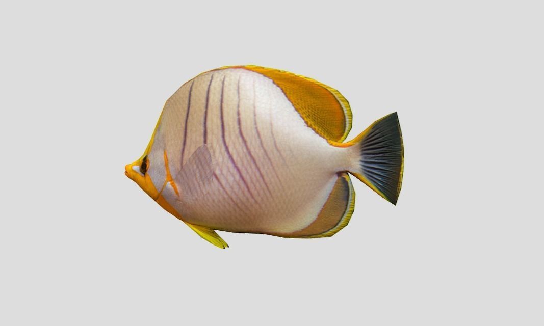 Yellow Head Butterfly fish Low-poly 3D model_7