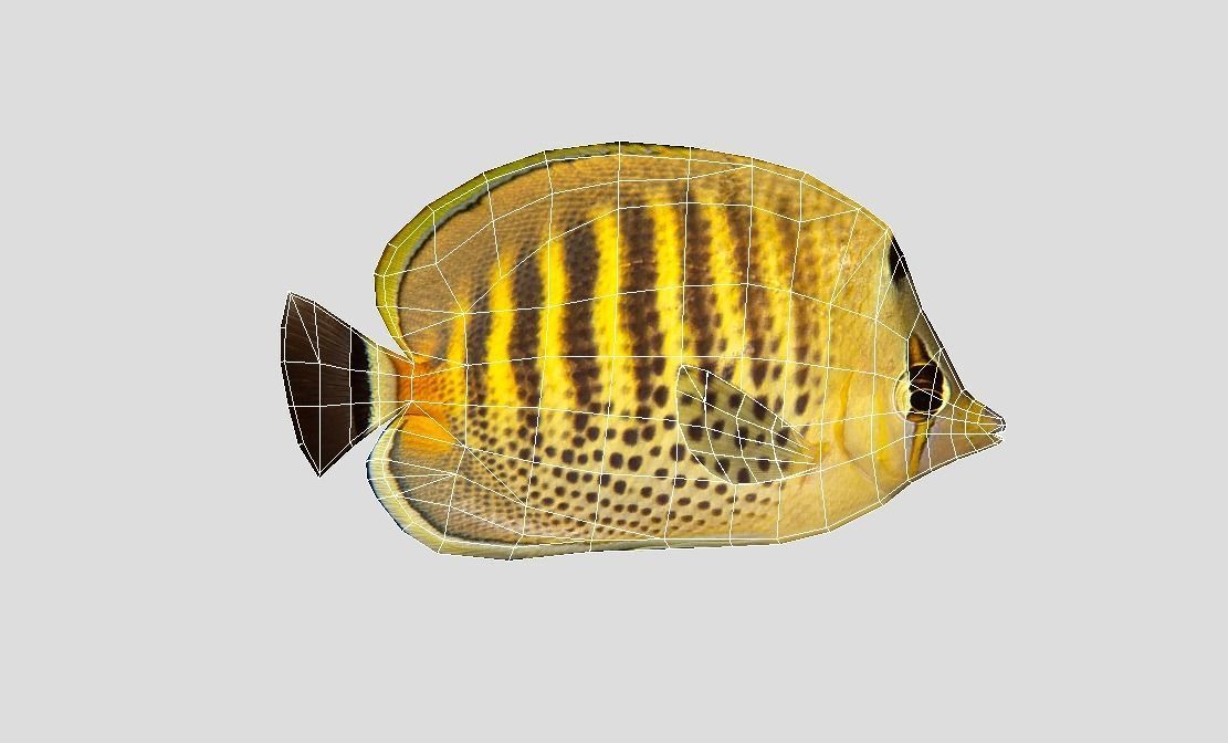 Butterflyfish Low-poly 3D model_2