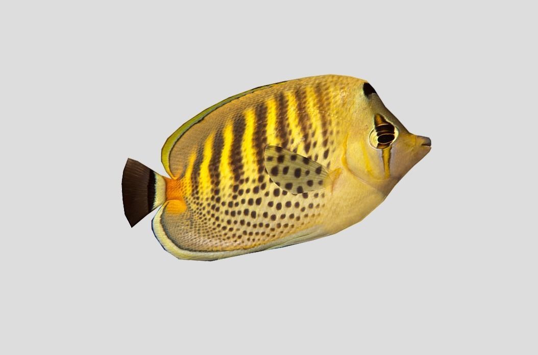 Butterflyfish Low-poly 3D model_7