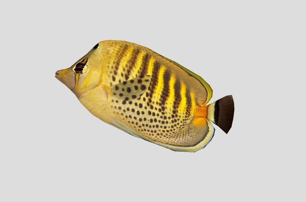 Butterflyfish Low-poly 3D model_10