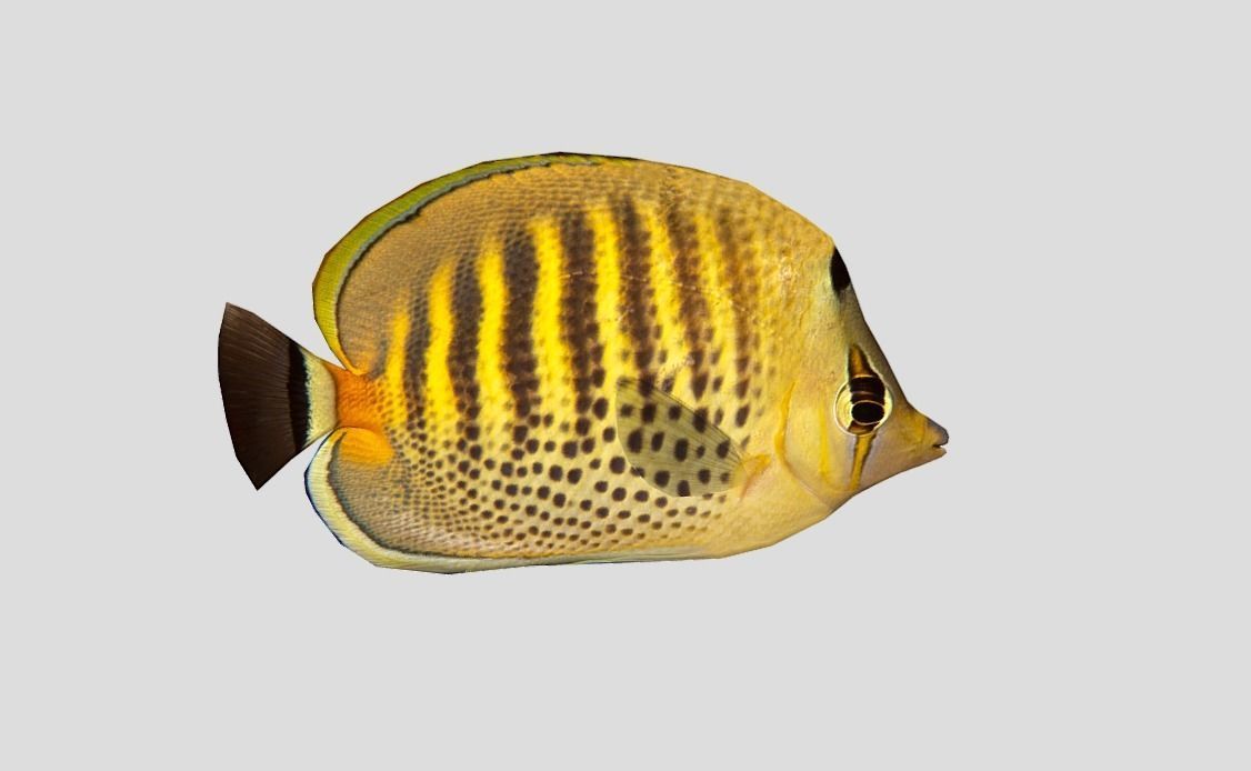 Butterflyfish Low-poly 3D model_11
