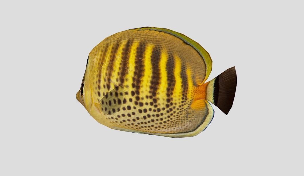 Butterflyfish Low-poly 3D model_8