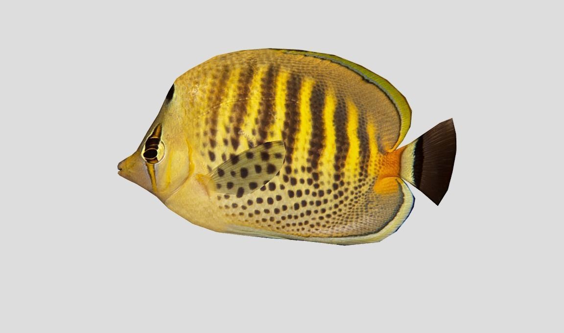 Butterflyfish Low-poly 3D model_9
