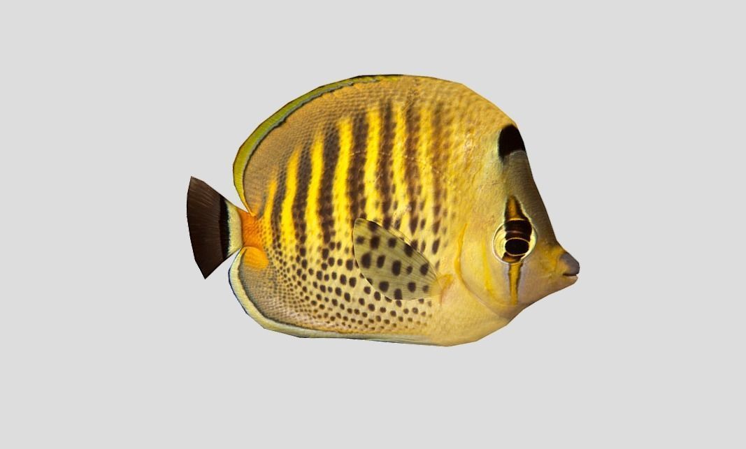 Butterflyfish Low-poly 3D model_6