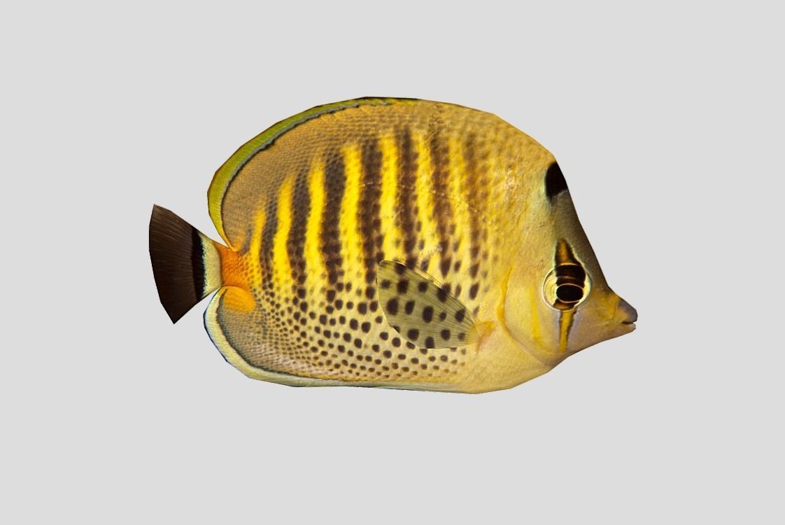 Butterflyfish Low-poly 3D model_4