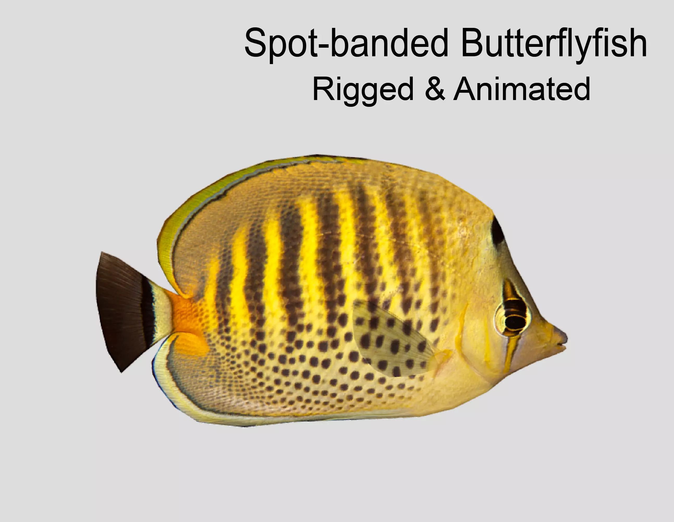 Butterflyfish Low-poly 3D model_0