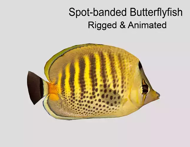 Butterflyfish Low-poly 3D model