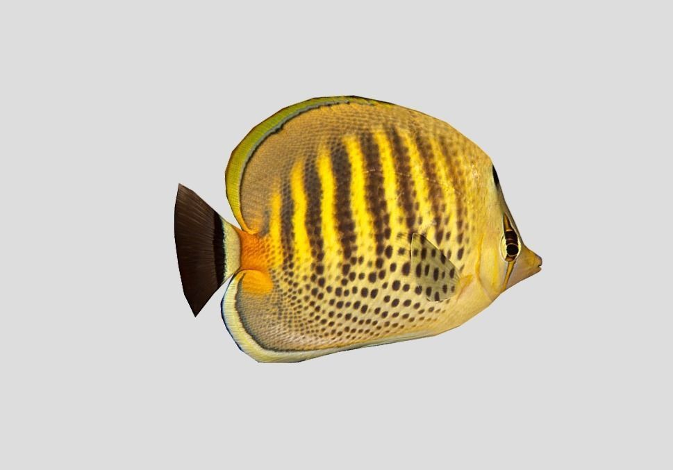 Butterflyfish Low-poly 3D model_5