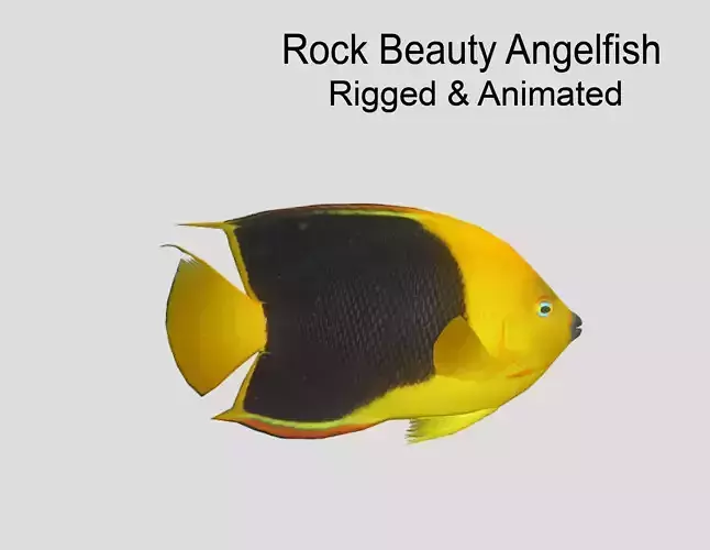 Angelfish rock Low-poly 3D model