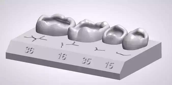 Dental Training Model 3D print model