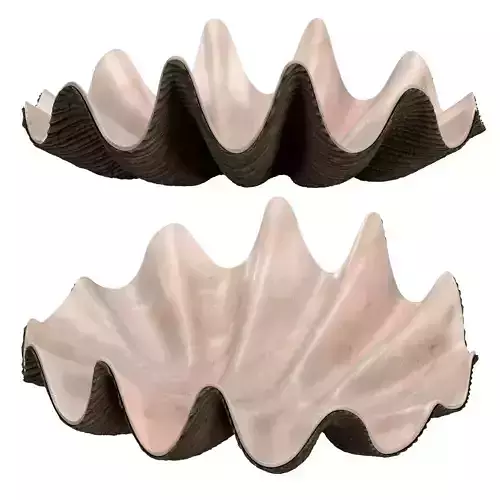 decorative shell