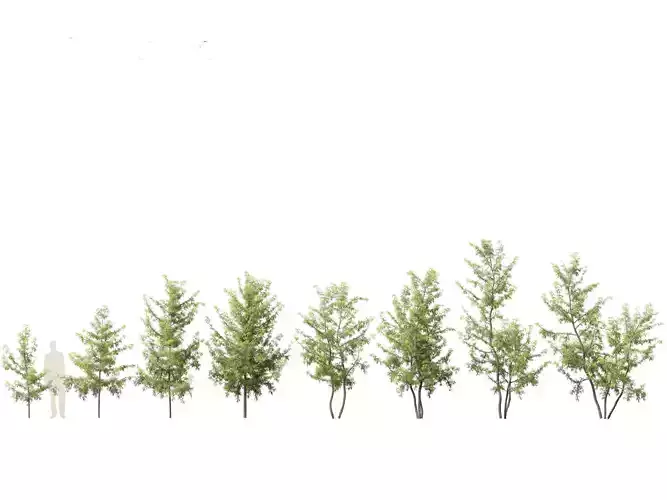 Gleditsia triacanthos - Green Honey Locust 3D model