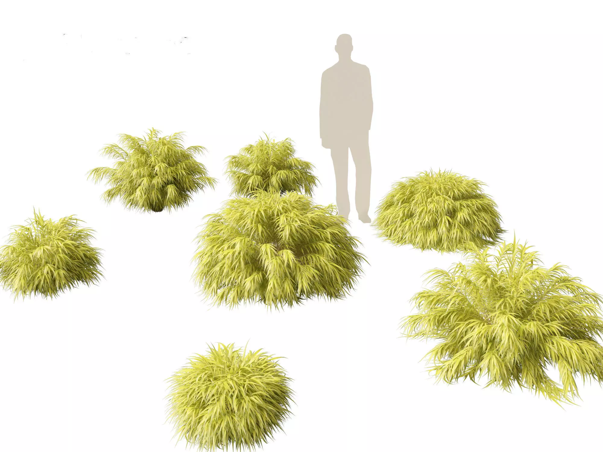 Hakonechloa macra - Green Forest Grass 3D model_0