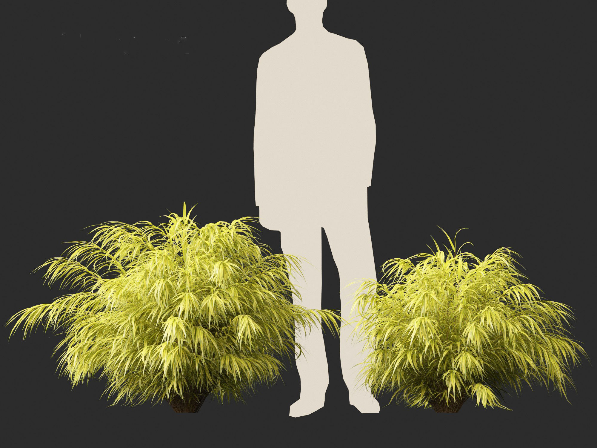 Hakonechloa macra - Green Forest Grass 3D model_9