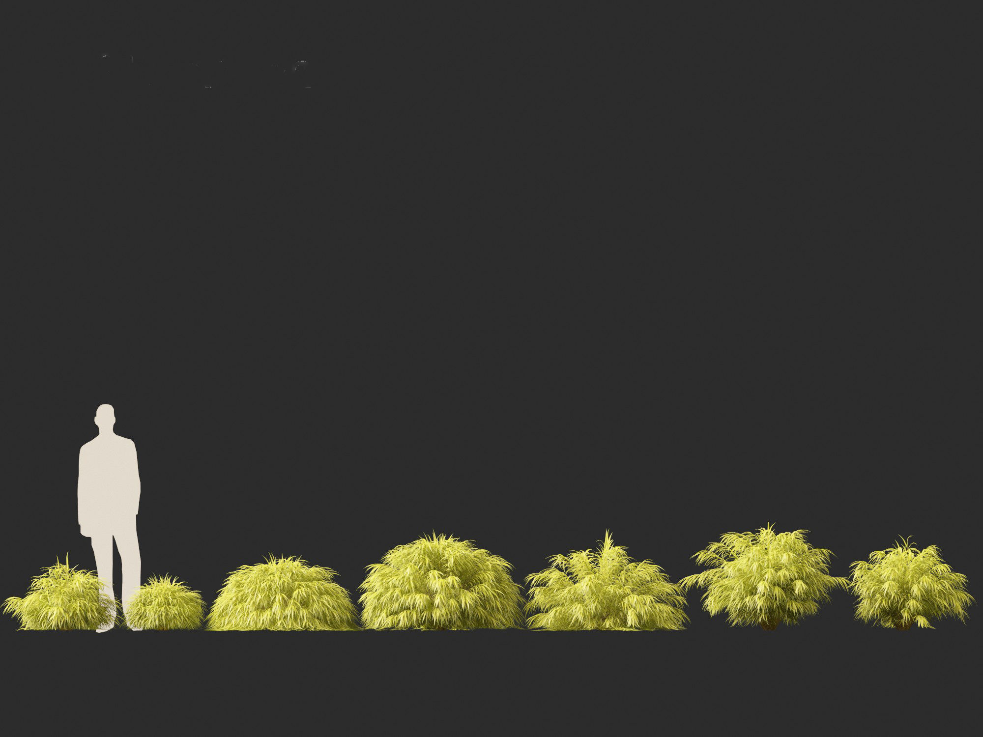 Hakonechloa macra - Green Forest Grass 3D model_3