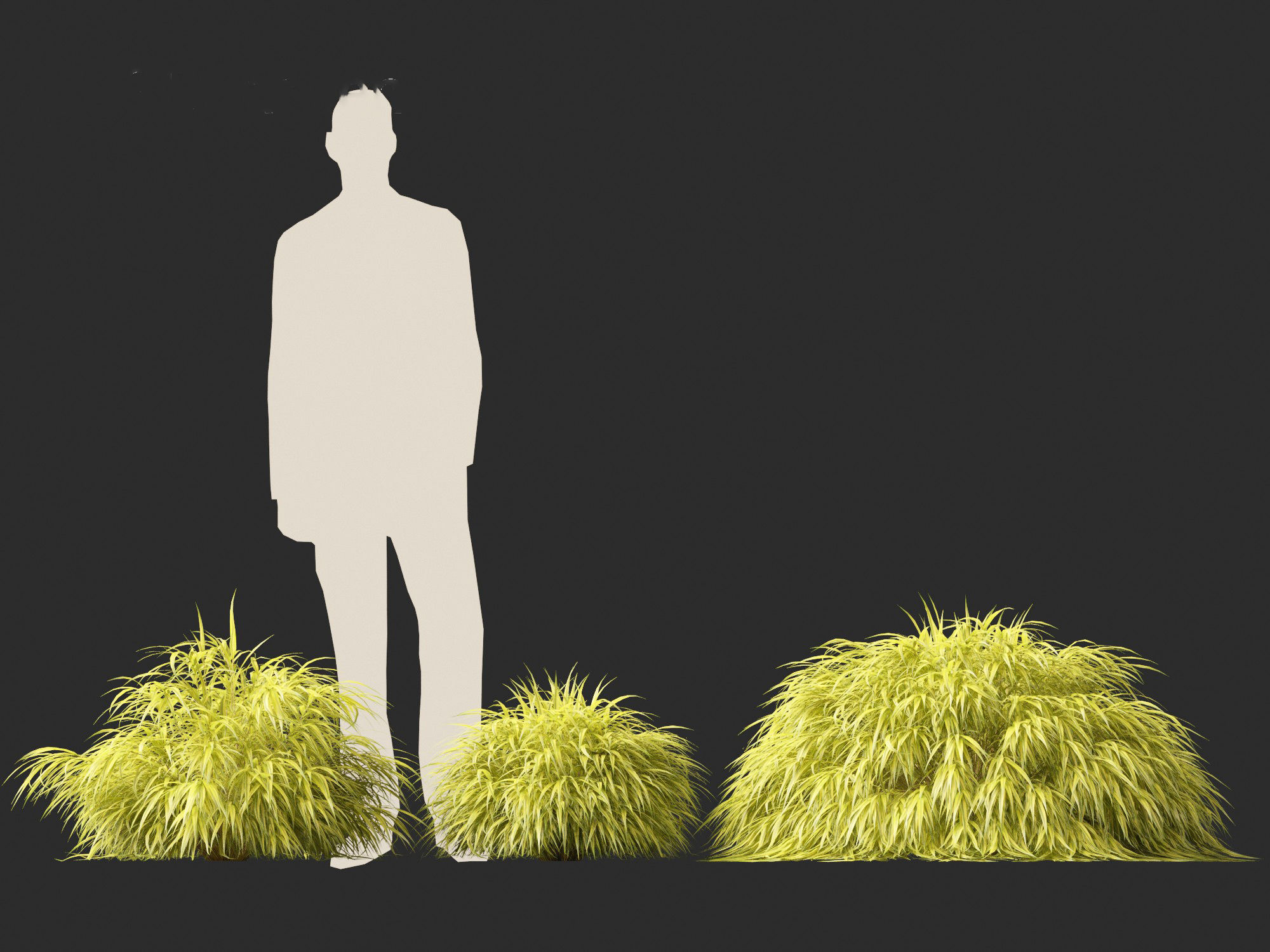 Hakonechloa macra - Green Forest Grass 3D model_5