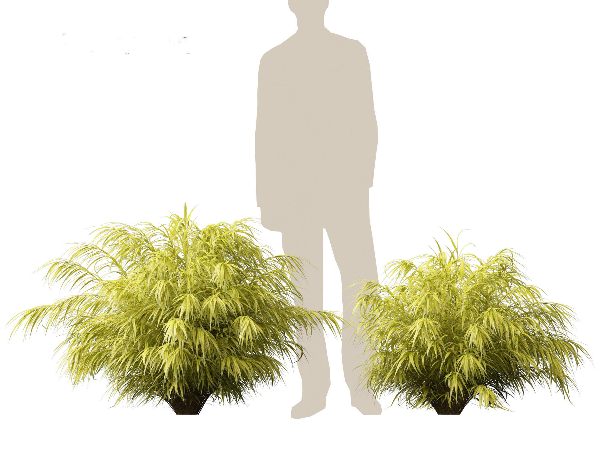 Hakonechloa macra - Green Forest Grass 3D model_8