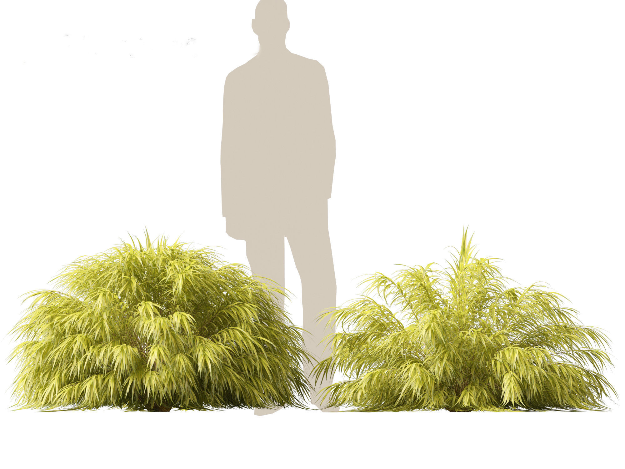 Hakonechloa macra - Green Forest Grass 3D model_6