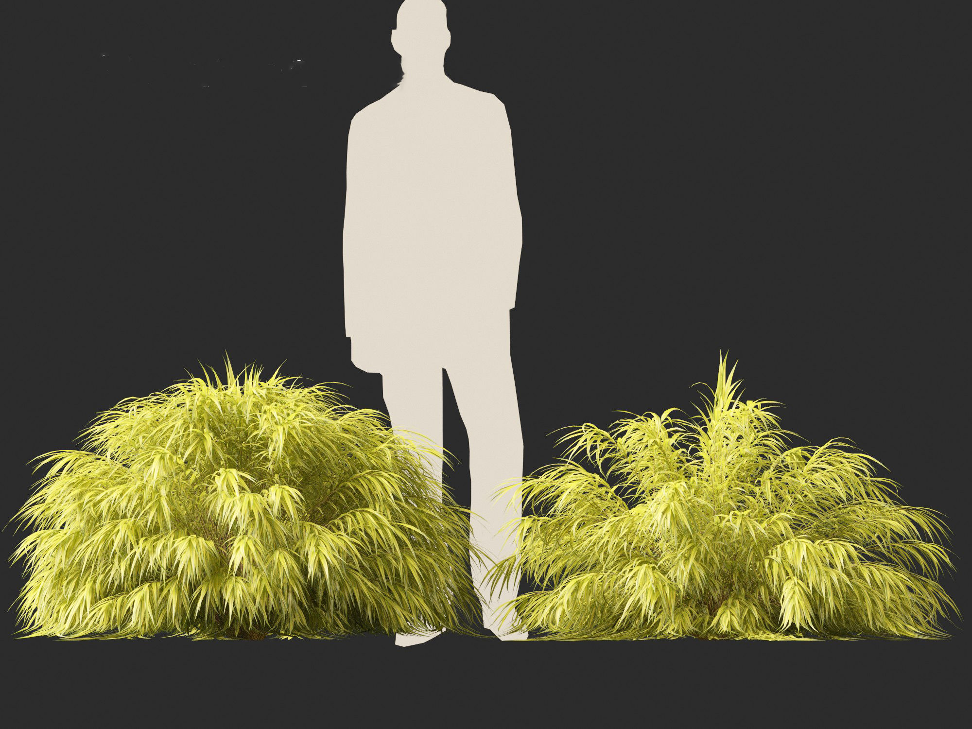 Hakonechloa macra - Green Forest Grass 3D model_7