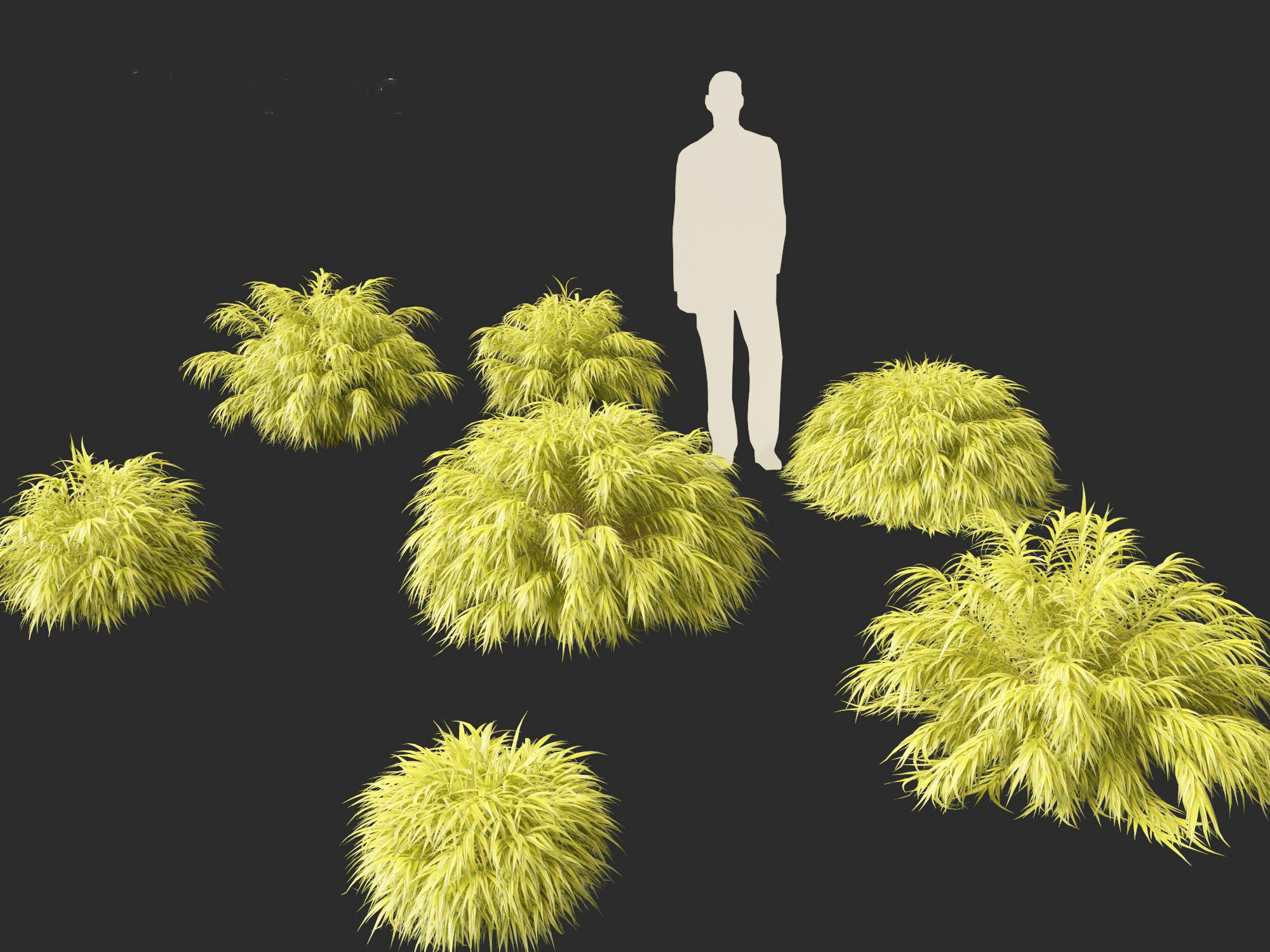 Hakonechloa macra - Green Forest Grass 3D model_2