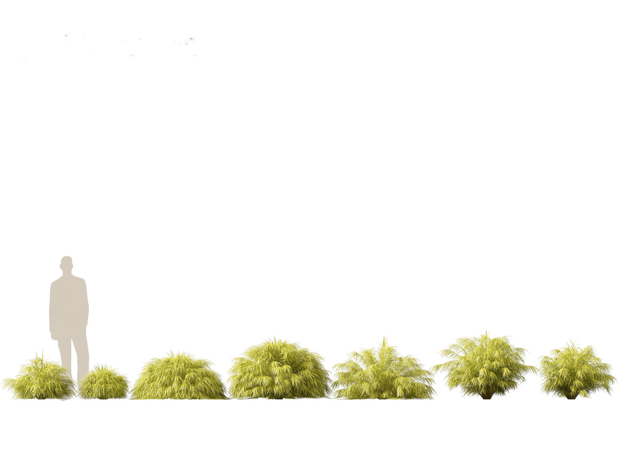 Hakonechloa macra - Green Forest Grass 3D model_1