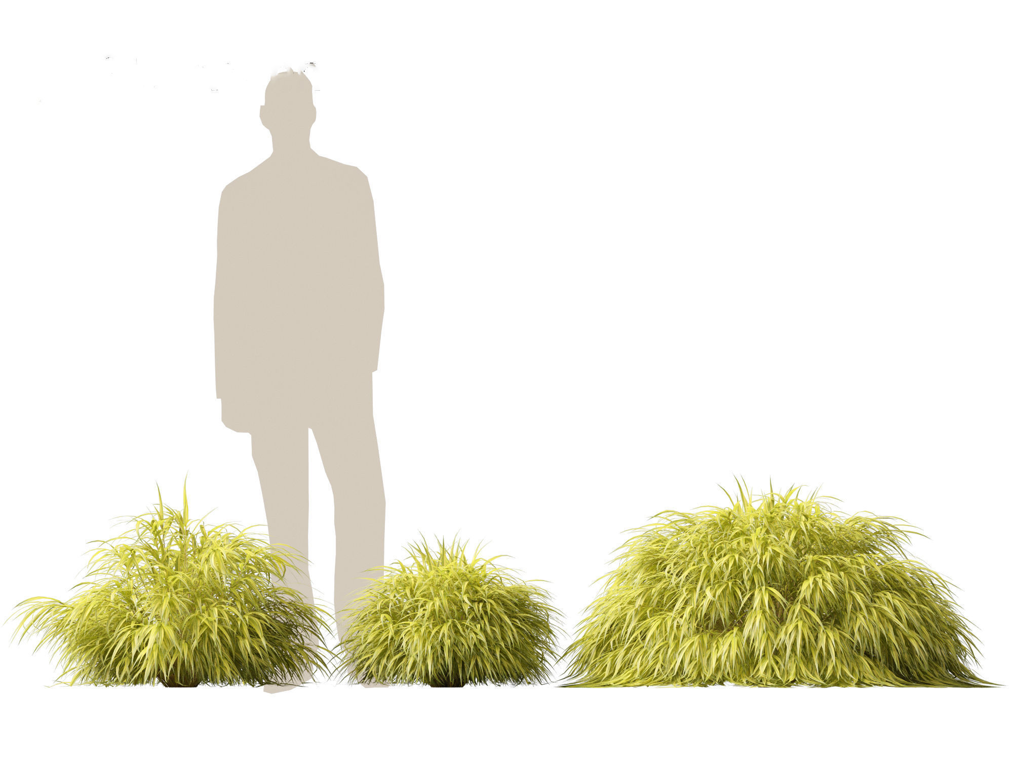 Hakonechloa macra - Green Forest Grass 3D model_4