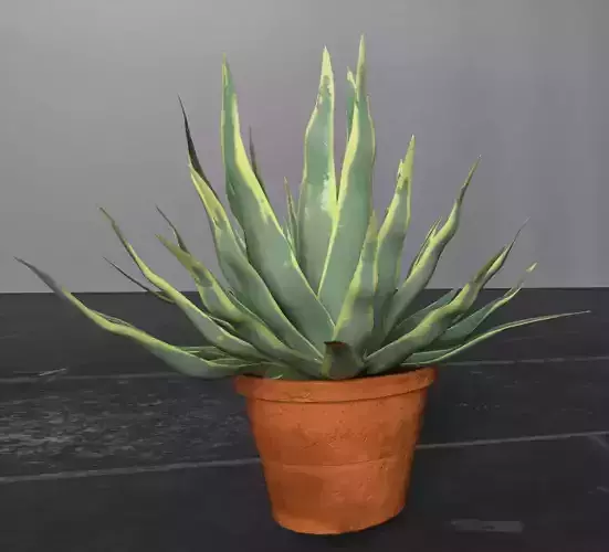 Agave and Pot Low-poly 3D model