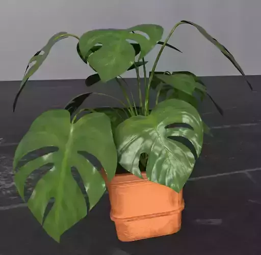 Monstera and Pot