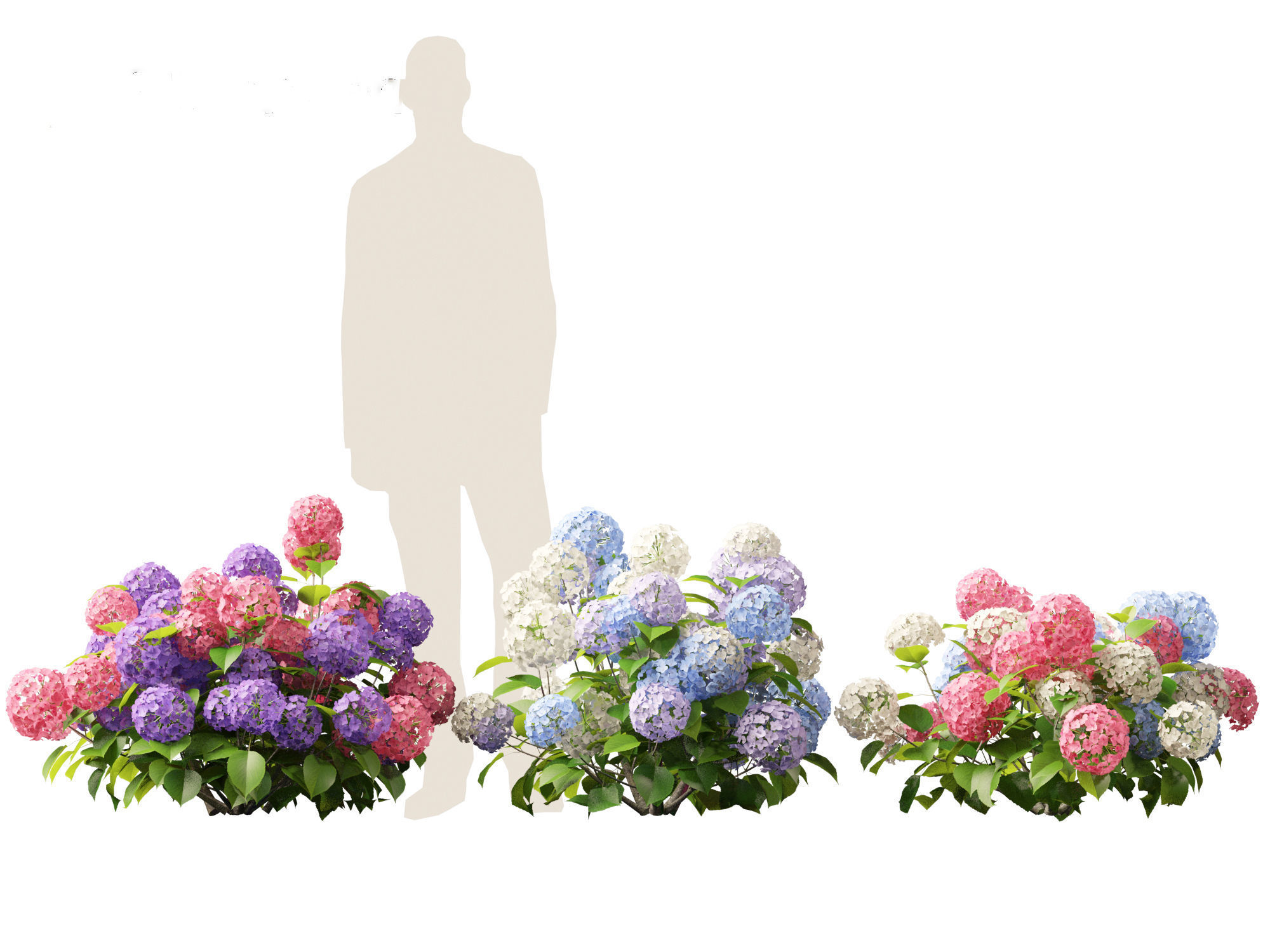 Hydrangea macrophylla - Bigleaf hydrangea 3D model_7