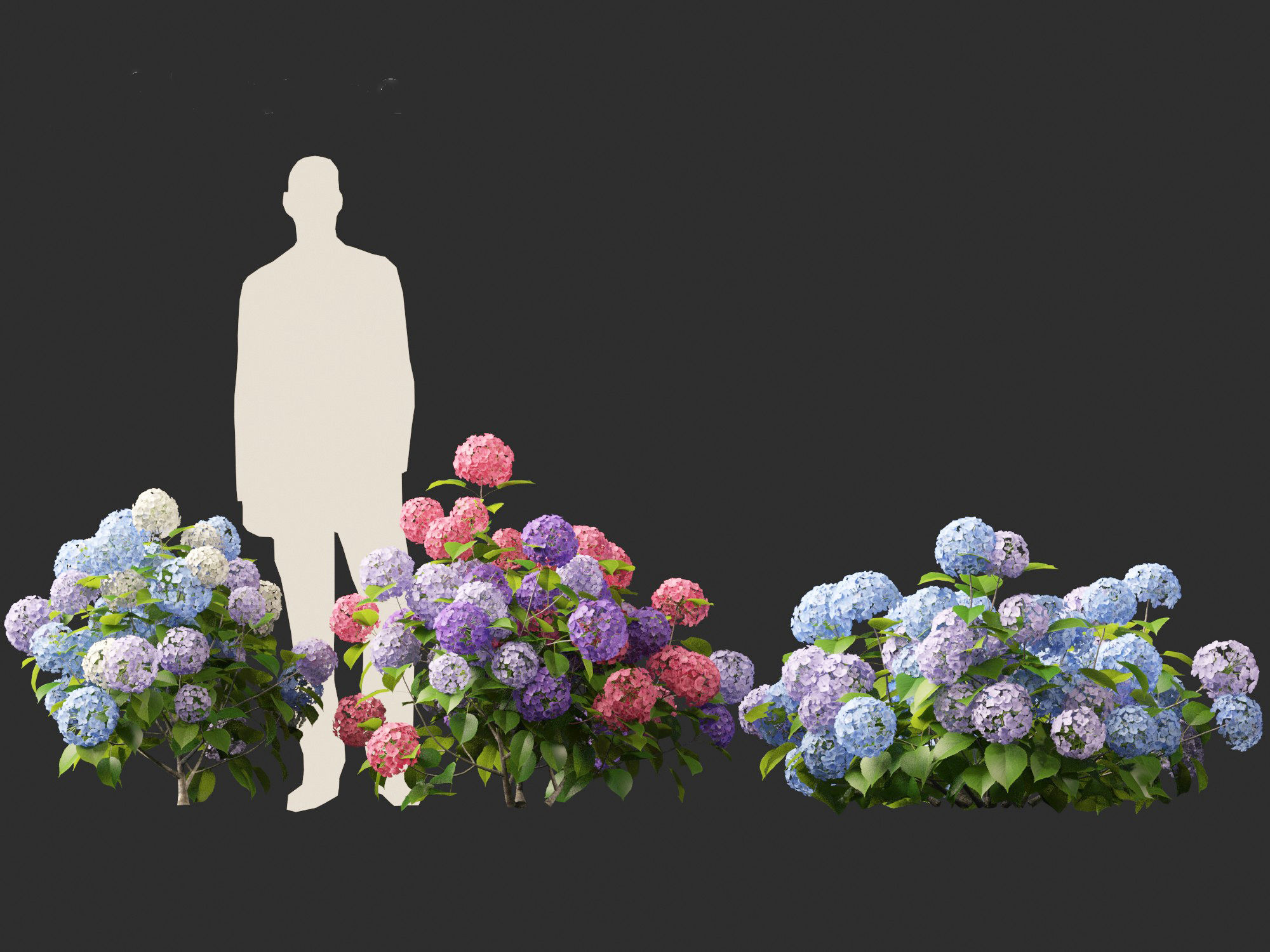 Hydrangea macrophylla - Bigleaf hydrangea 3D model_6