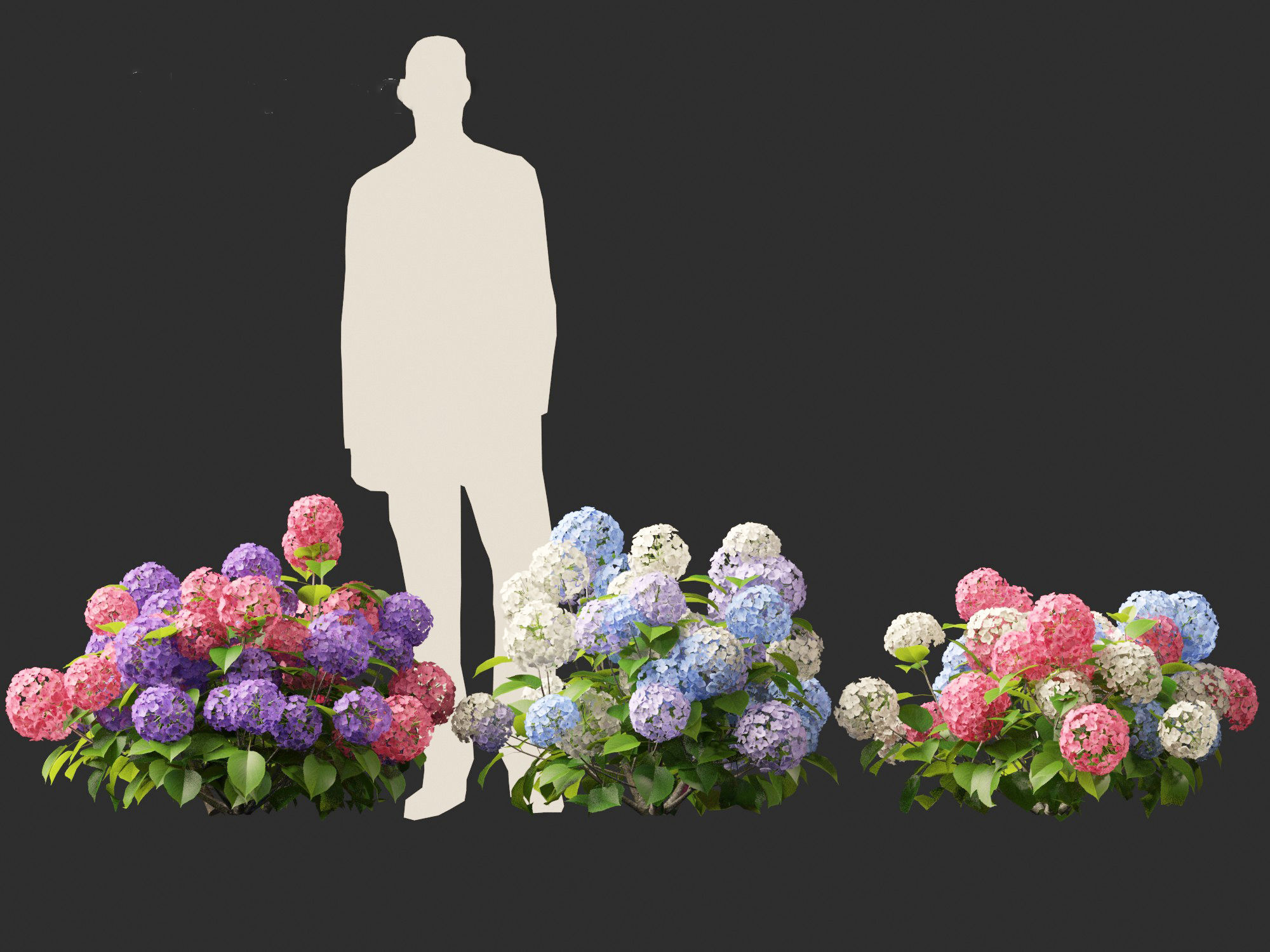 Hydrangea macrophylla - Bigleaf hydrangea 3D model_8