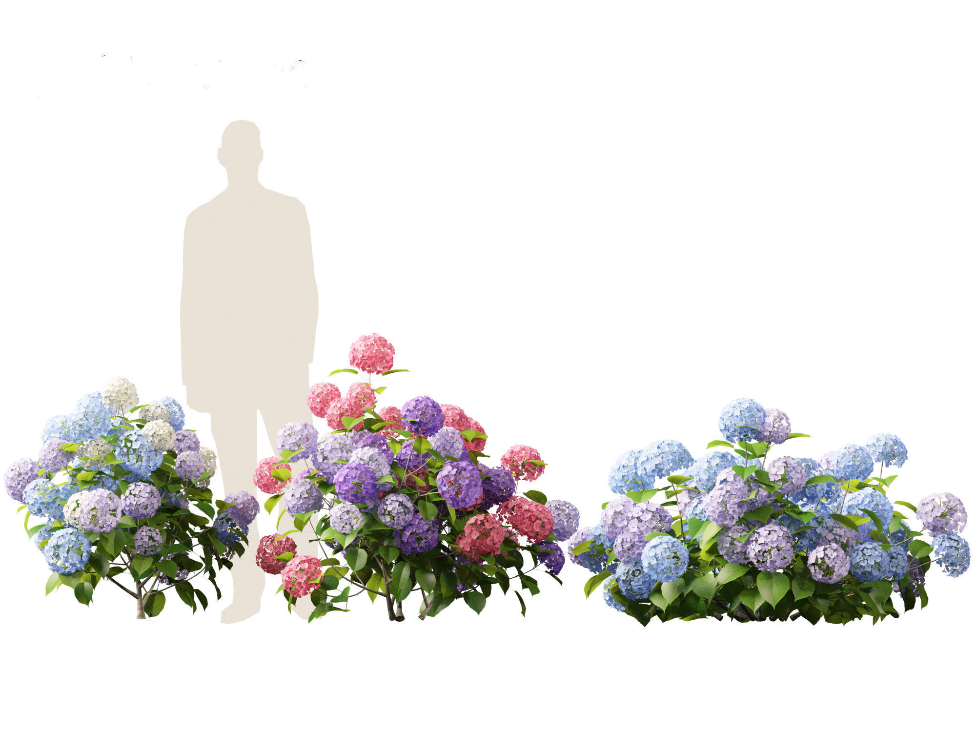 Hydrangea macrophylla - Bigleaf hydrangea 3D model_5