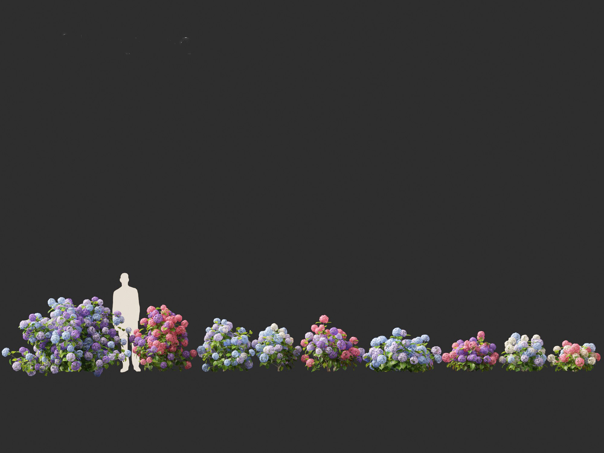 Hydrangea macrophylla - Bigleaf hydrangea 3D model_2