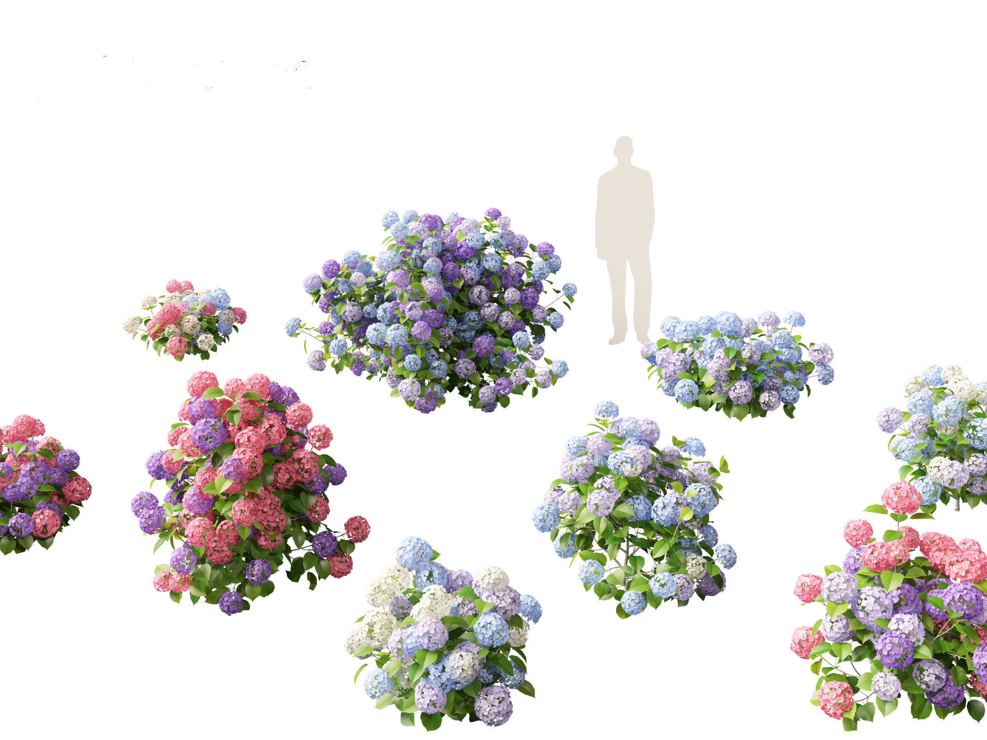 Hydrangea macrophylla - Bigleaf hydrangea 3D model_9