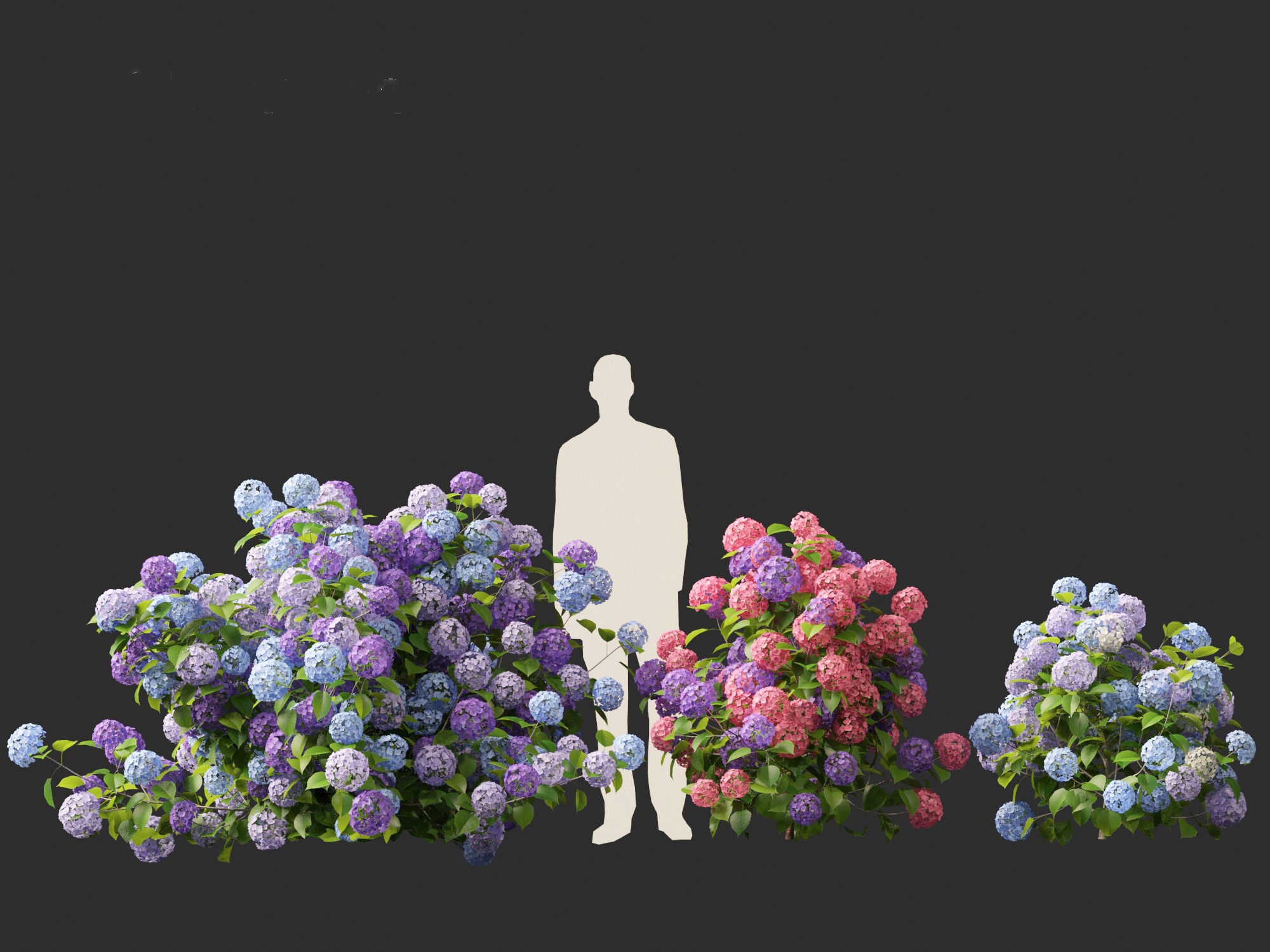 Hydrangea macrophylla - Bigleaf hydrangea 3D model_4