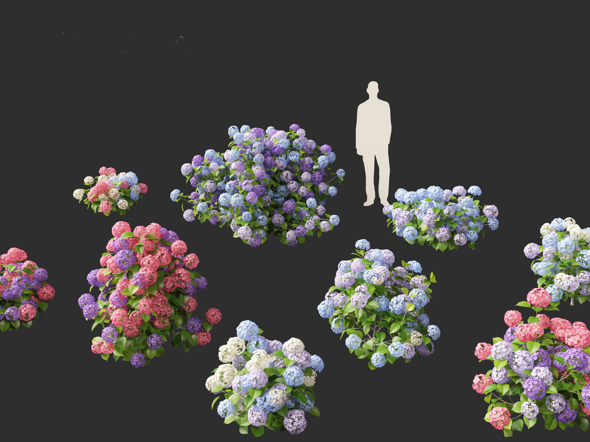 Hydrangea macrophylla - Bigleaf hydrangea 3D model_1