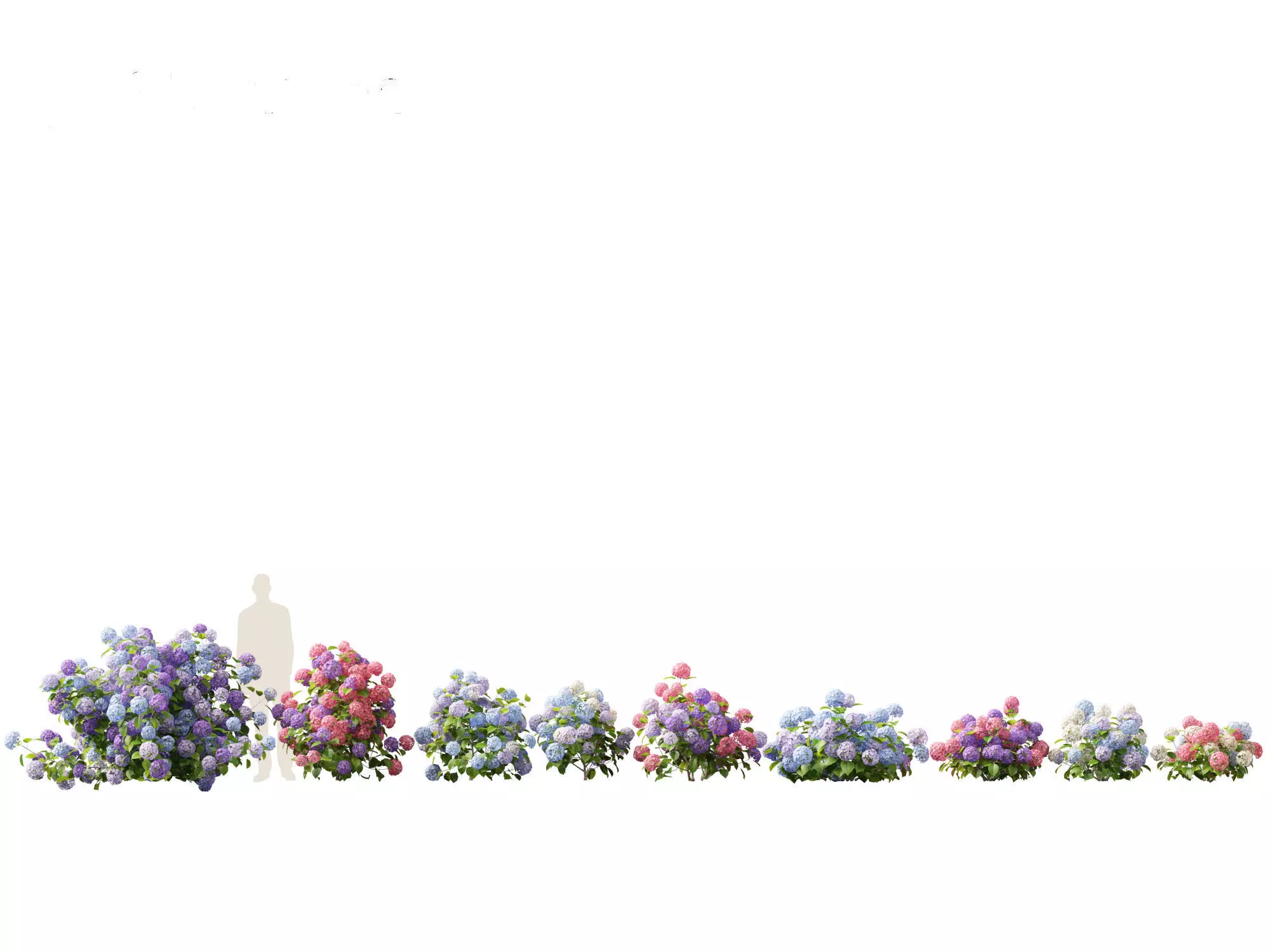 Hydrangea macrophylla - Bigleaf hydrangea 3D model_0