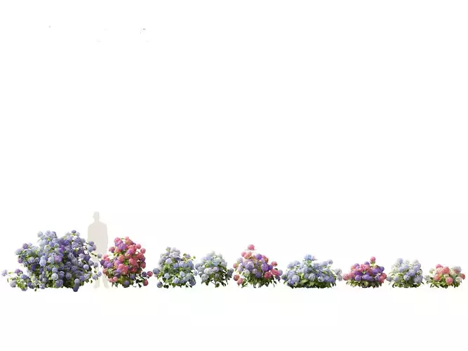 Hydrangea macrophylla - Bigleaf hydrangea