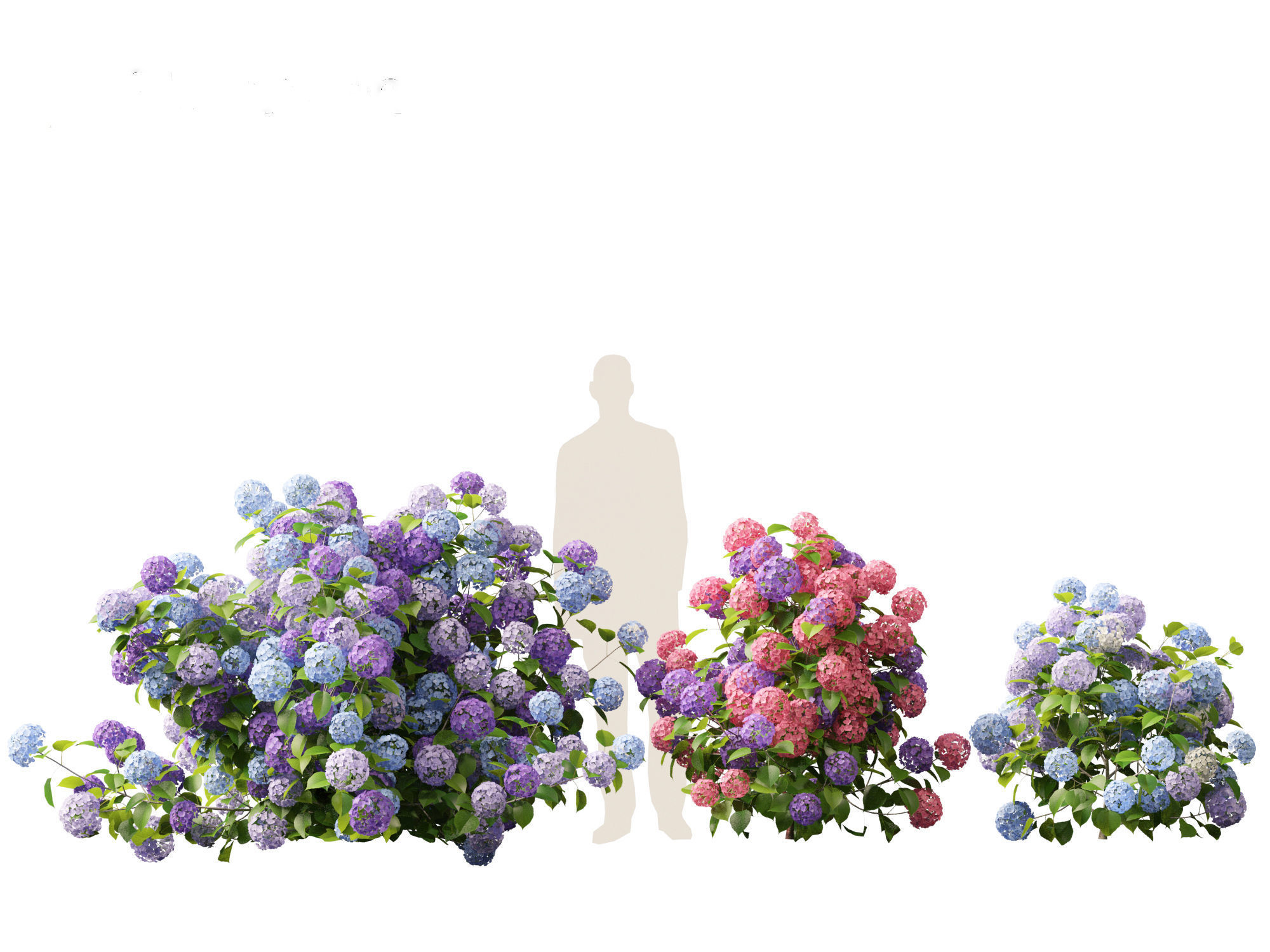 Hydrangea macrophylla - Bigleaf hydrangea 3D model_3