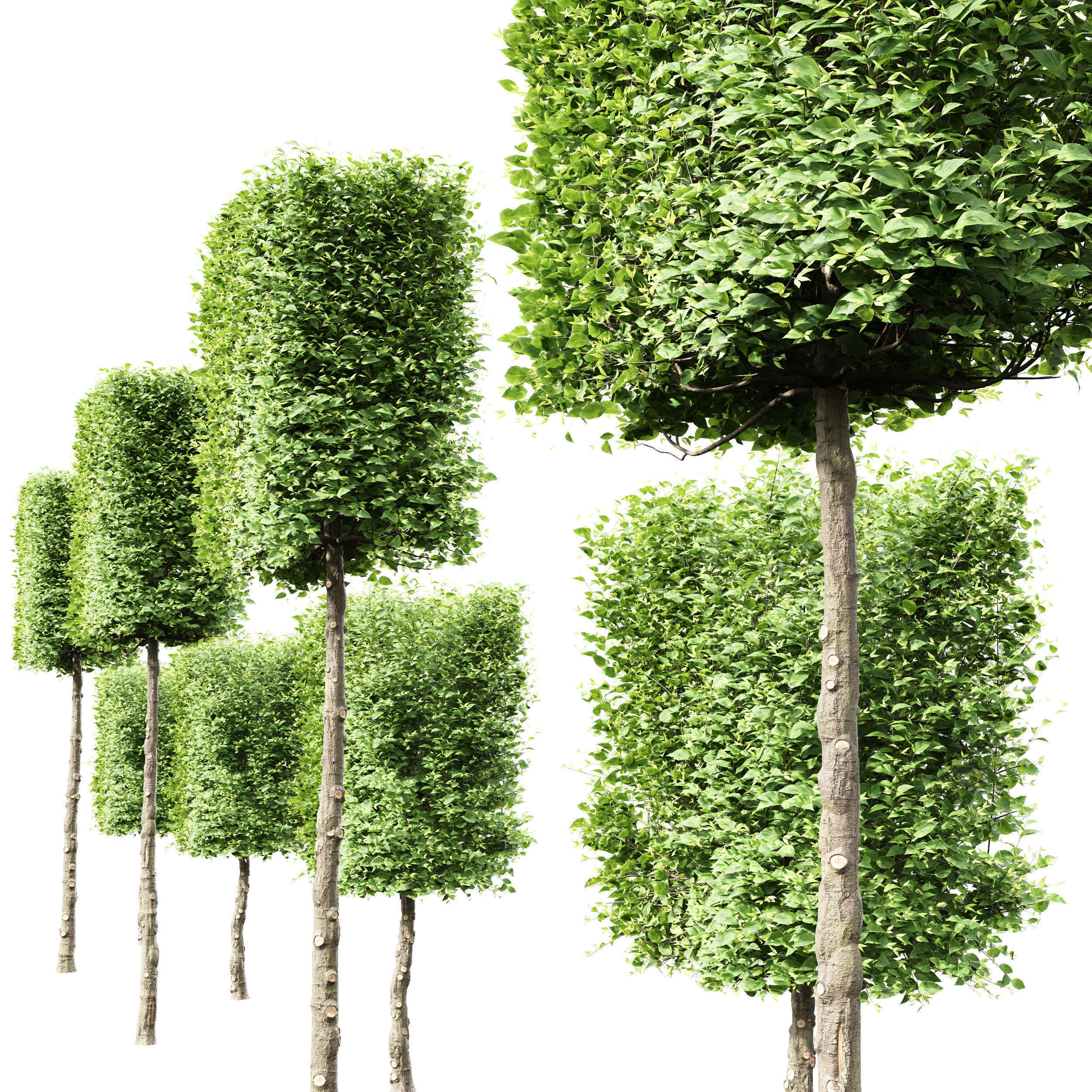 6 Different SETS of Tree SET VOL66 3D Model Collection_17