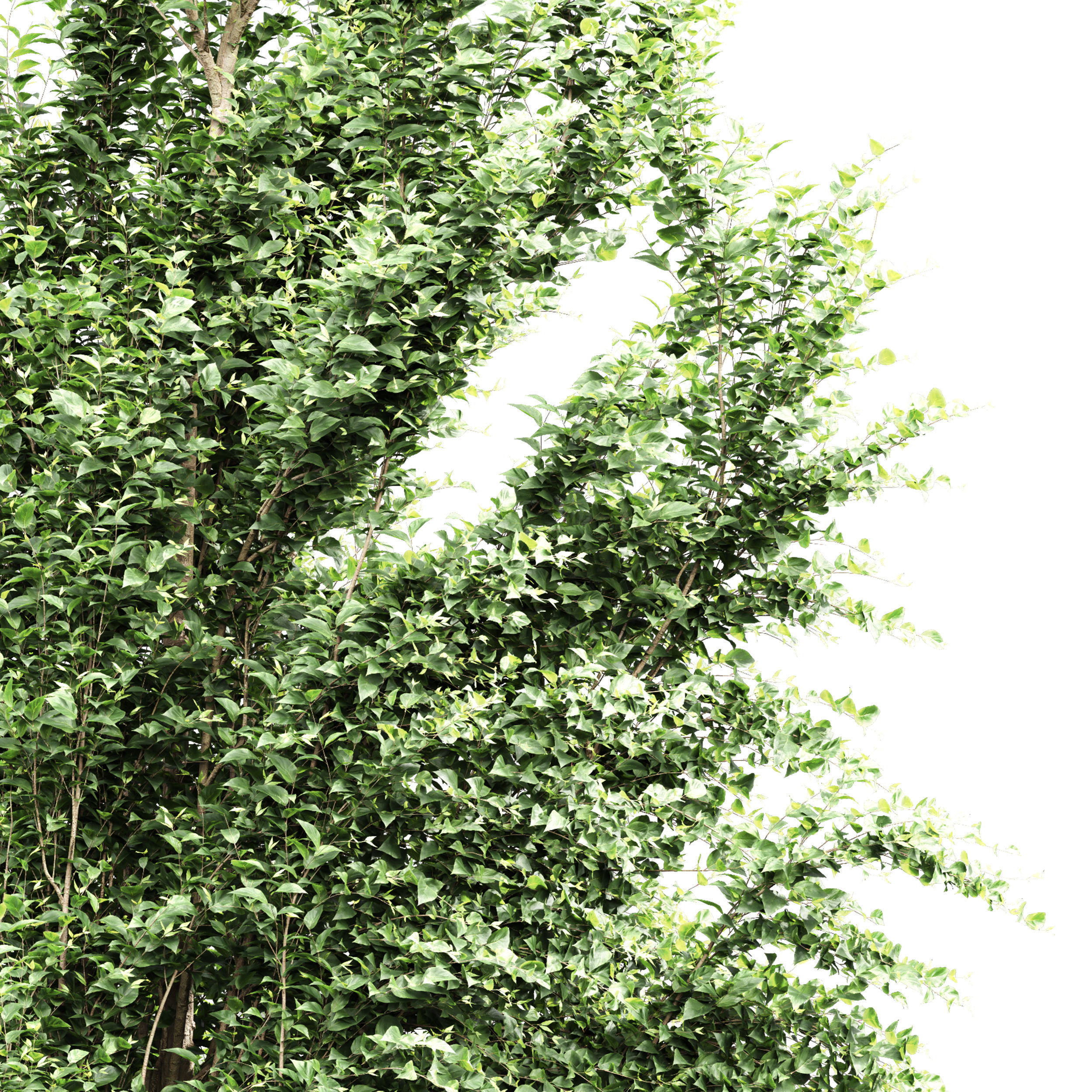 6 Different SETS of Tree SET VOL66 3D Model Collection_13